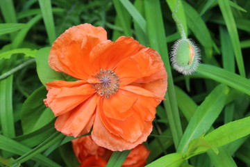 Red decorative poppy bloomed in a flowerbed