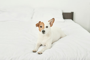 Jack Russell dog is lying on a white bed