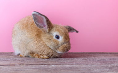 Cute rabbit with pink background. Easter holiday concept