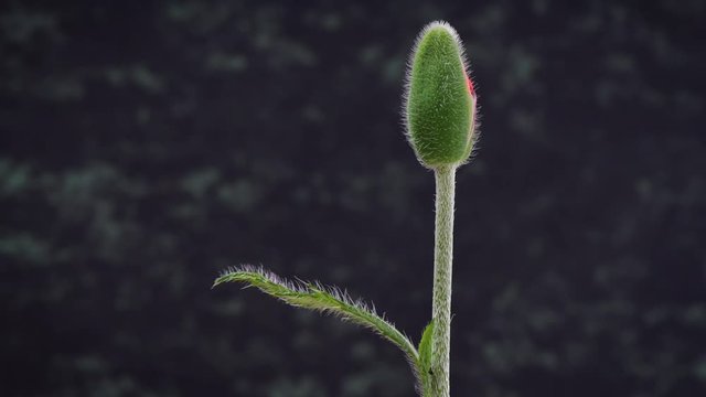 fast geschlossene Mohn Knospe 360 Grad gedreht, Ansicht von allen Seiten