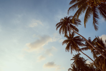 Fototapeta na wymiar palm trees on an island in Thailand