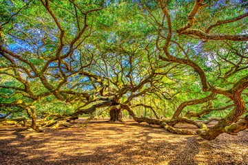 Naklejka premium Angel Oak Tree w pobliżu Charleston w Południowej Karolinie