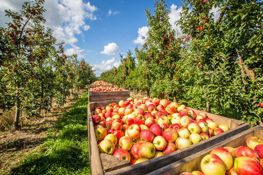 Apfelernte im Alten Land - Deutschland