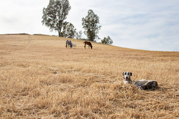 Perro de raza galgo tumbado en el campo con los caballos al fondo pastando