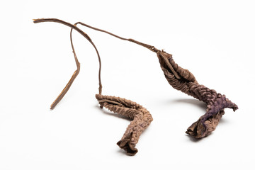 A close-up look at the form, shape and texture of two dried brown leaves set artistically as fine art composed image on a plain white background.