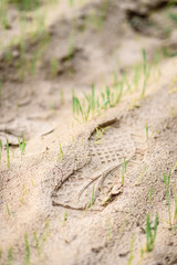 Footprint in the sand field with grass.