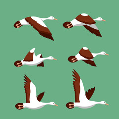Phases of movement of the wings in the flight of a bird	 vector