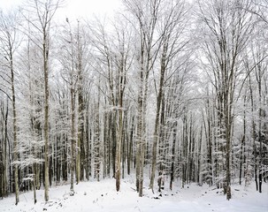 deciduous forest in winter