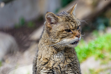 close-up portrait of wild cat. Portrait of a zoo