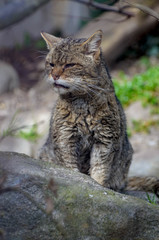 Fototapeta na wymiar Old wild cat. Portrait of a zoo