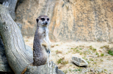 Fototapeta premium Portrait of meerkats on guard. Portrait from zoo