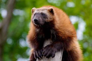 Wolverine on the top of three. Portrait from zoo