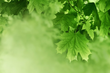 Fototapeta na wymiar Green maple leaves background. Plant and botany nature texture