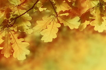 Naklejka na ściany i meble Autumn yellow oak leaves background. Plant and botany nature texture
