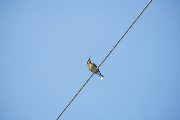 Chestnut - headed Bee - eater