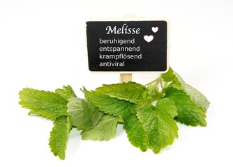 Melisse Heilpflanze Naturheilkunde