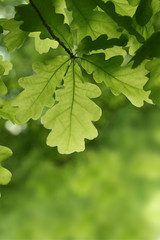 Green oak leaves background. Plant and botany nature texture