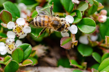 Bee on a blooming flower