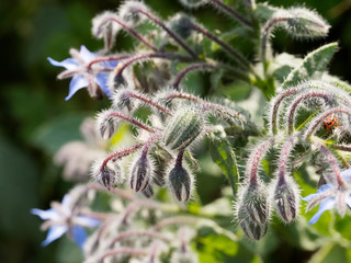 Blütenstand und blüte einer Borretsch oder Kukumerkraut (Borago officinalis)