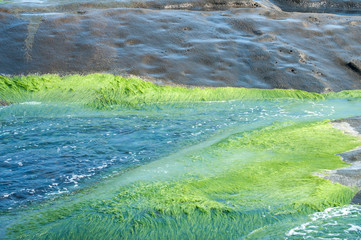 Sea rocks overgrown with green algae closeup in sunny summer day