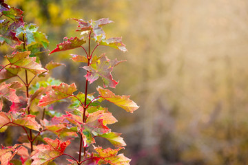 Branches of maple with multicolored autumn leaves in the forest on a blurred background_