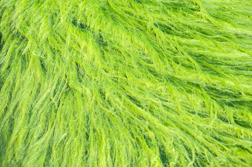 Sea rocks overgrown with green algae closeup in sunny summer day