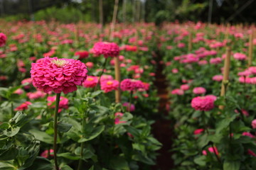 Growing pink zinnia for cut flower in greenhouse during summer season 