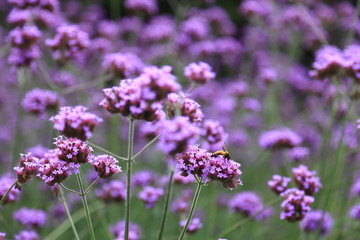 Purple violet verbena bonariensis flowers with honey bee getting nectar from pollination process
