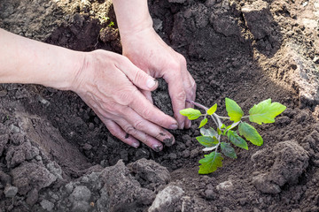 A woman pours  ground in hole in the during planting of tomato seedlings_