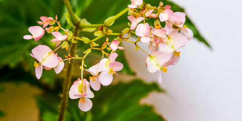 Pink flowers of begonias on the background of green leaves. Growing indoor plants_