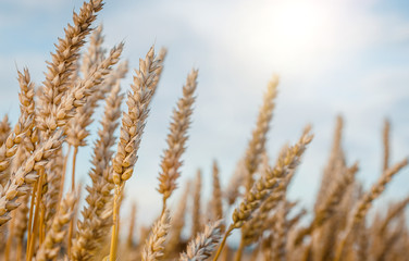 Fototapeta premium Wheat field. Gold mustache wheat or rye. Complete grains close-up.