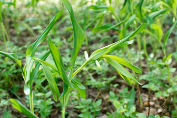 Wild plants growing in the forest