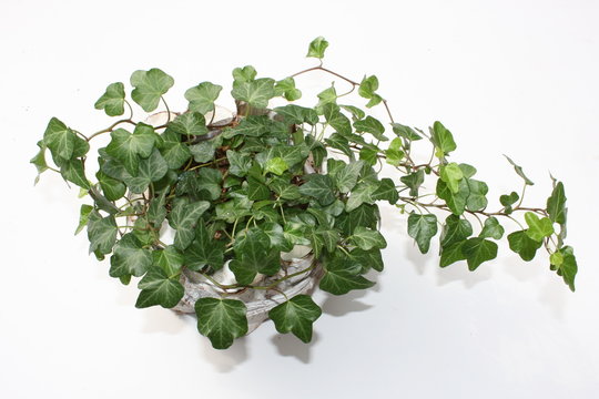 Epheu Bilder Durchsuchen 53 Archivfotos, und Videos