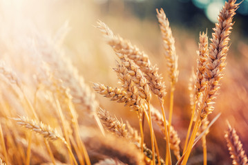 Wheat field on the background of the setting sun. majestic rural landscape. © jenyateua