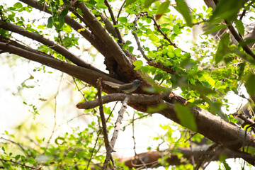 Black - naped monarch