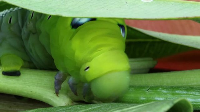 Oleander Hawk Moth Caterpillar (Daphnis nerii, Sphingidae), eat leaves of a plant.