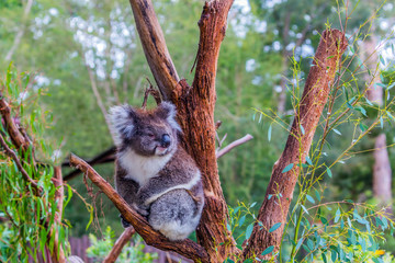 Koala or marsupial bear