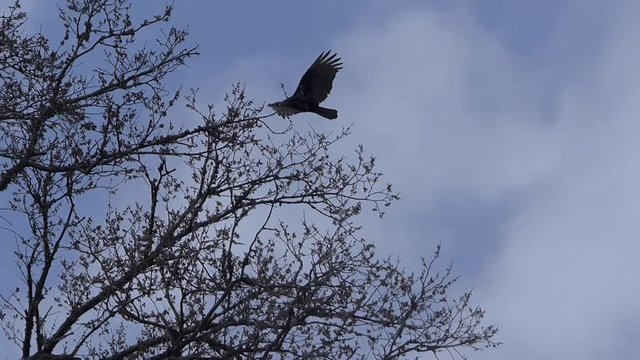 Greifvogel im Himmel