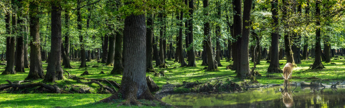 Wald-Panorama mit Hirsch