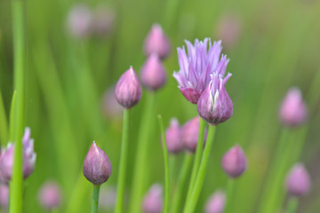 close on buds of chives blooming on green background