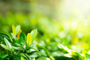 Soft focus green leaves on blur nature background with morning light