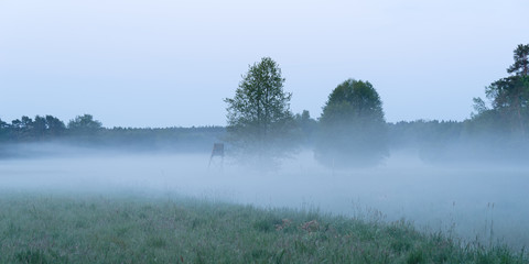 Fog on a green meadow surrounded by forest against blue sky in the Havelland region in Brandenburg. Germany