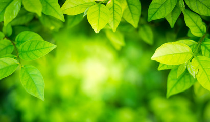 Fototapeta na wymiar Soft focus green leaves on blur nature backgr