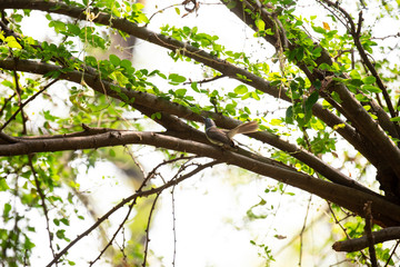Fototapeta premium Black - naped monarch