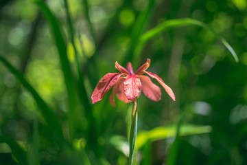 Orange copper iris flowers in the spring