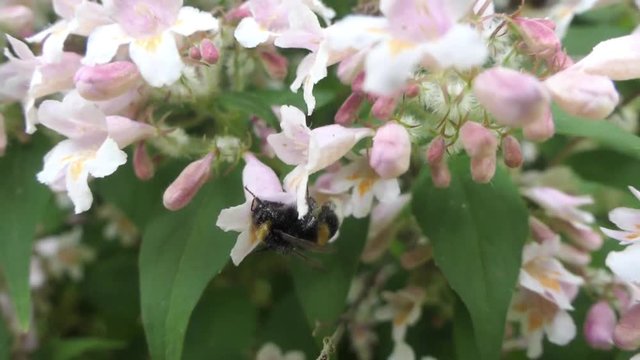 Hummel sammelt Nektar