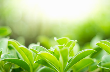Soft focus green leaves on blur nature background with morning light