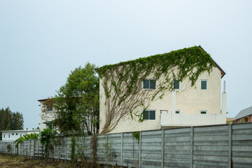 Root tree on roof of the abandoned house