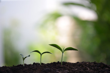 Young green sapling planting with water drop dew