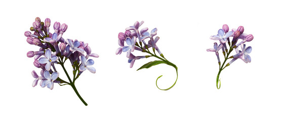 Set of lilac flowers and leaves